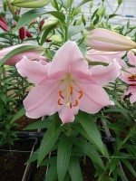 [5326 Berbiano VH No02.JPG]